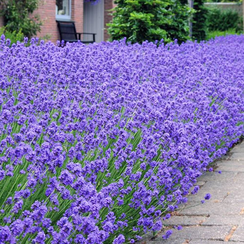 Lavandula hidcote english - lavandula,