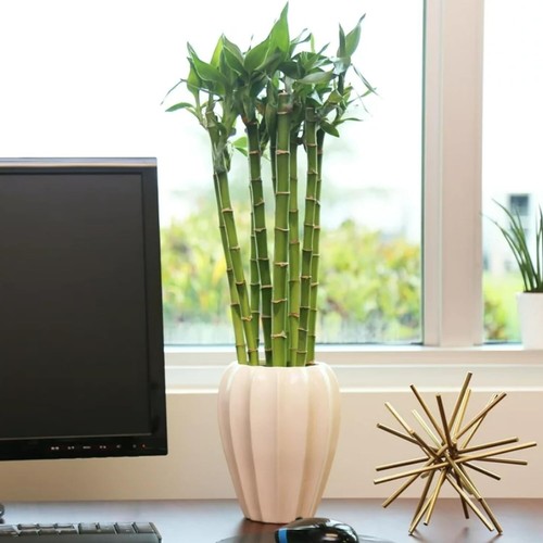 Carbeth plants lucky bamboo - lucky,