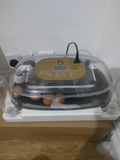 6 fertile eggs for sale