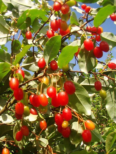 Elaeagnus multiflora cherry - elaeagnus,