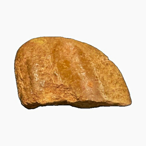 Real spinosaurid dinosaur bone - spinosaurid,