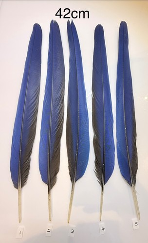 Parrot macaw feather crafts - macaw,
