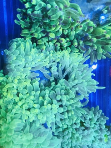 Size green bubble - bubble, tip