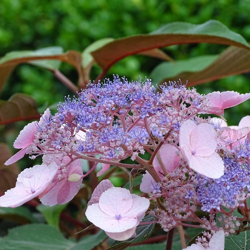 Hydrangea hot chocolate rare - hydrangea,