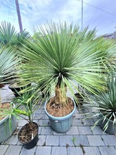 Yucca Rostrata 140-150cm  Hardy To - 15c. Tropical Garden plants