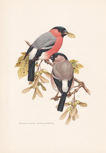 1960 bullfinch bird print - print,