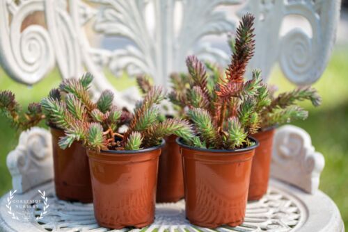 Live plants sedum rupestre - live,