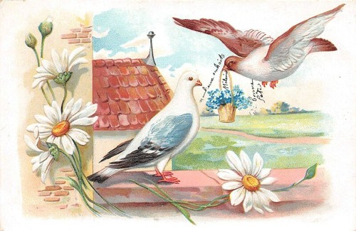 Fantasy pigeons a - -, on