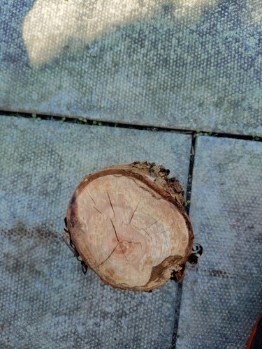 Cherry blanks turning logs - blanks, logs/