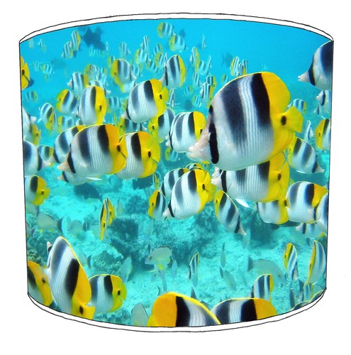 Marine fish coral reef ceiling - fish,