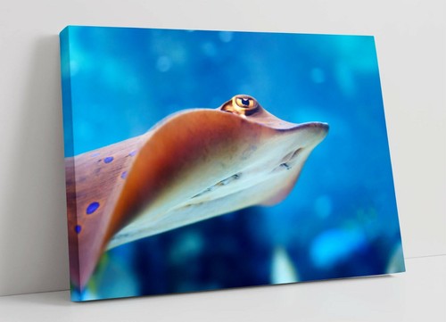 Stingray fish large canvas - stingray,