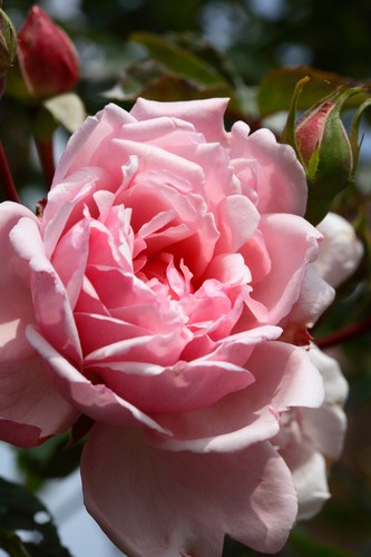 Albertine rambling rose - albertine,