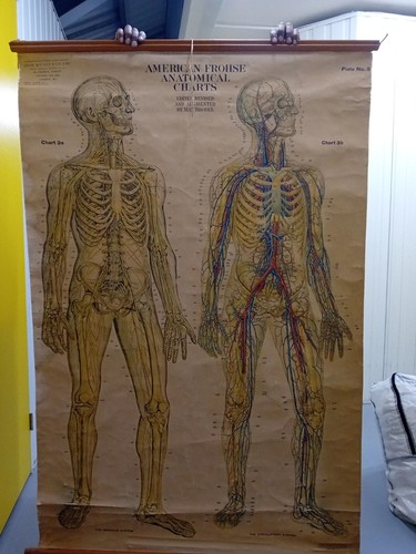 Medical wallchart nervous - nervous, &