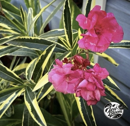 Oleander variegated double - oleander,