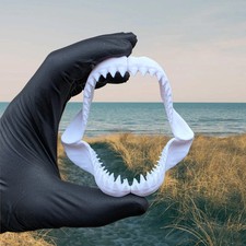 Mini Megalodon Shark Jaw