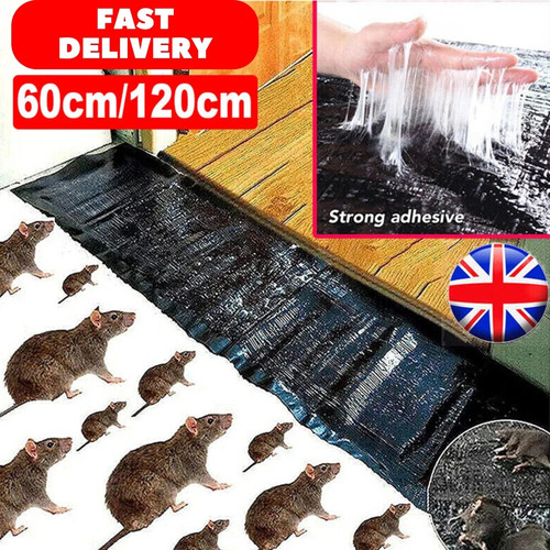 Large size mice - mice, mouse