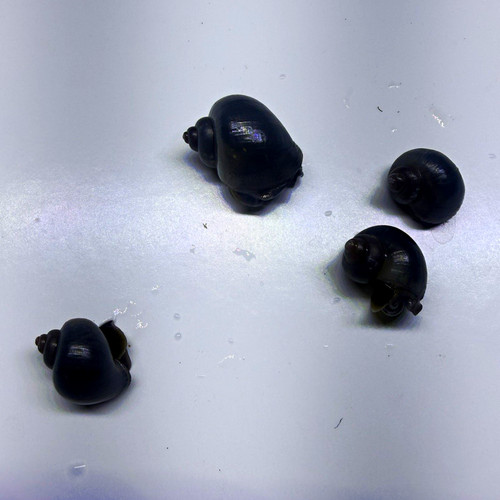 Blues mystery snails home - snails,