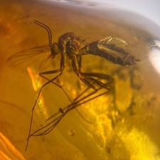 GNAT MOSQUITO in Burmese / Burmite amber fossil / 100% genuine amber