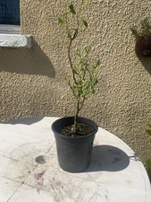 Willow Tree In Pot