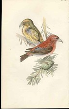 Common Crossbill Meyer Bird