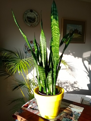 Sansevieria black coral - x,