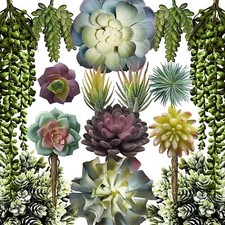 15 Mixed Succulents – Mini