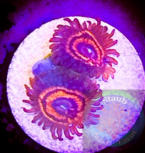 Saf twizzler zoanthid - saf~twizzler,