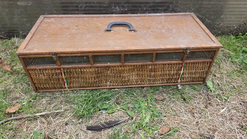 Vintage traditional pigeon - traditional,