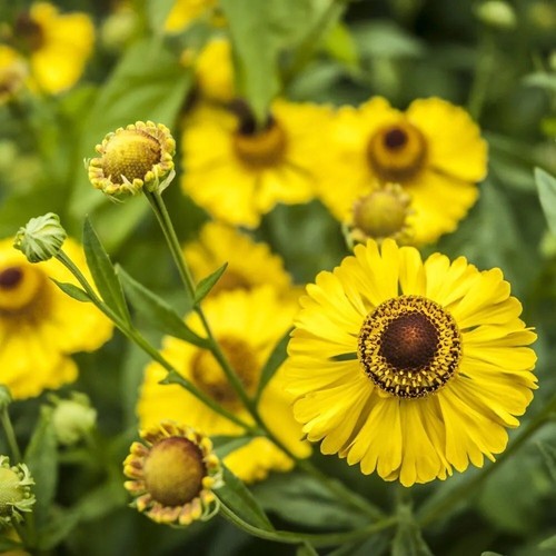 The bishop sneezeweed - bishop,
