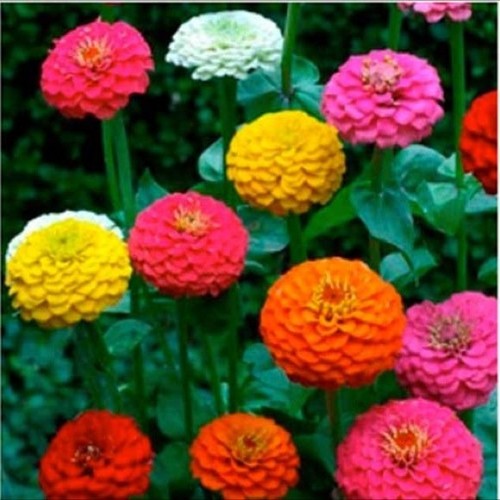 Flower zinnia lilliput - zinnia, mix