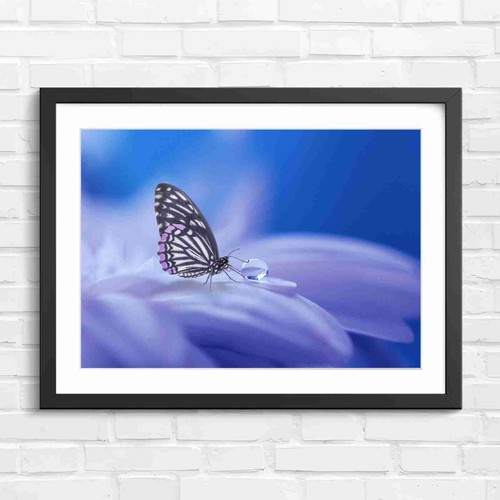 Black and purple butterfly - black,