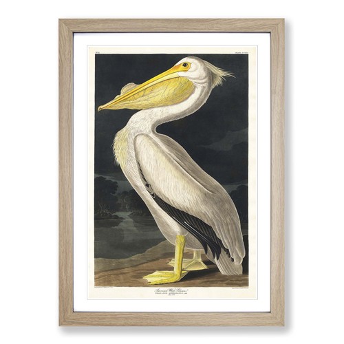 American white pelican - american,