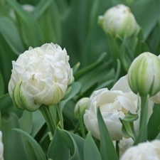 10 Tulips White Mount Tacoma