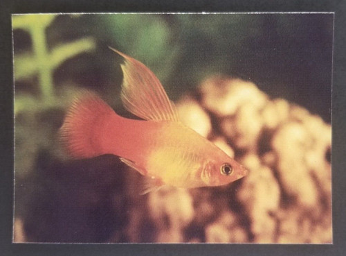 Highfin platy 1990 tropical - platy,