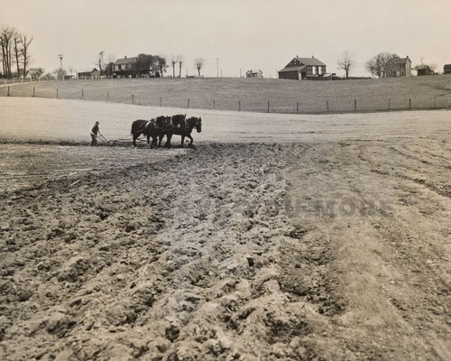 Farmer plowing three horse - plowing,