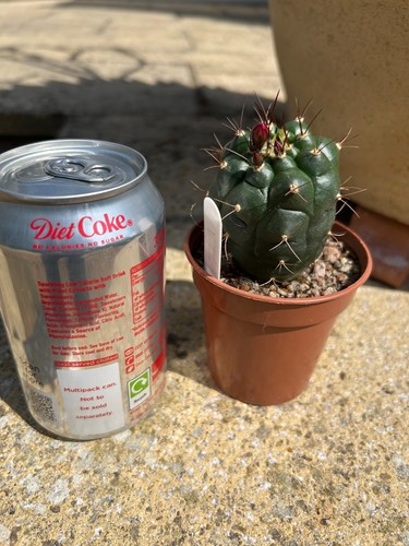 Matucana oreodoxa cactus plant
