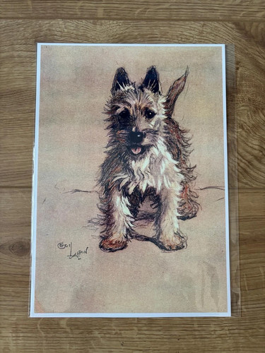 Cecil aldin cairn - terrier, dog