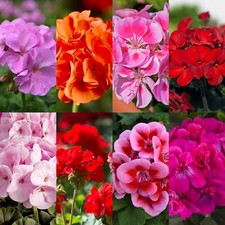 Geranium Plant in 13cm Pot -
