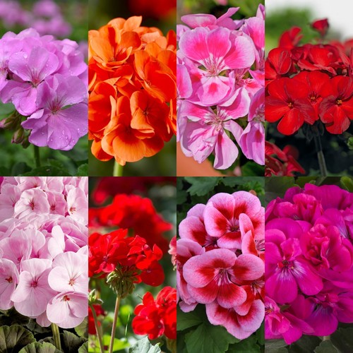 Geranium plant 13cm pot - geranium,