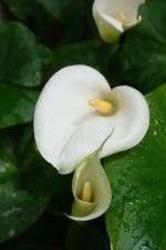 Arum Lily Flowers - Pretty