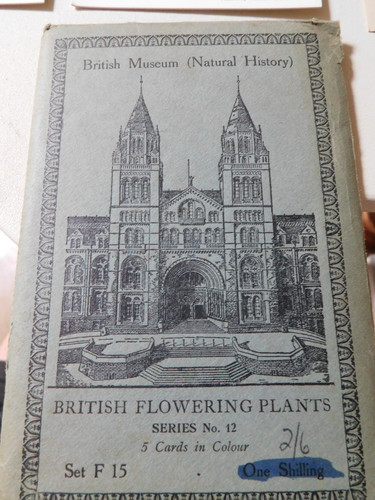 British museum flowering - british,