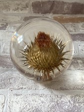 VINTAGE HAFOD GRANGE GOLDEN