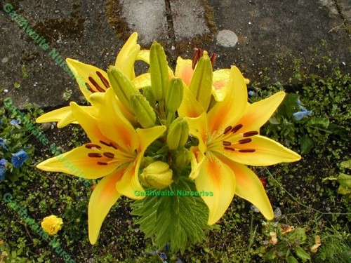 Yellow oriental lily - oriental, bulbs