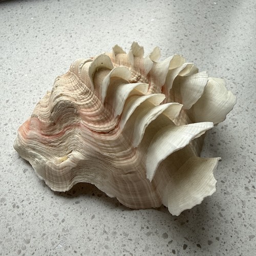 Large vintage tridacna sea - large,