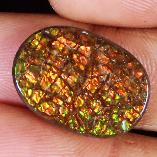 100 natural ammolite - natural,