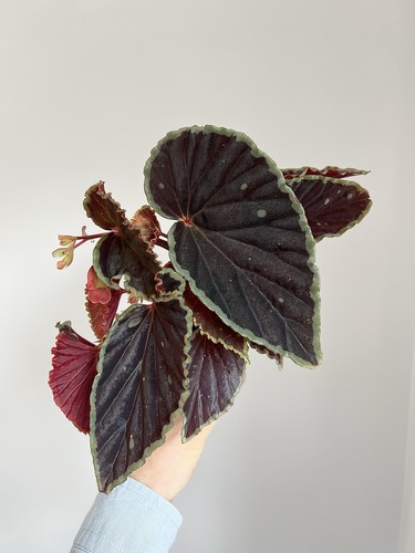 Begonia darth vaderiana - darth,