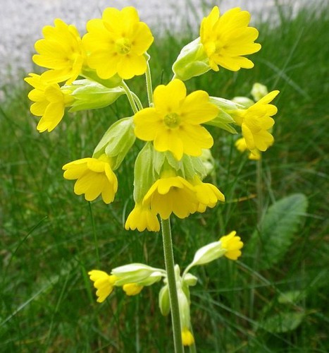Pack primula veris - pack,