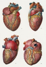 ML16 Vintage 1800's Medical Human Heart Surgical Antique Poster Re-Print A4