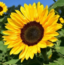 BULK Sunflower Seeds For