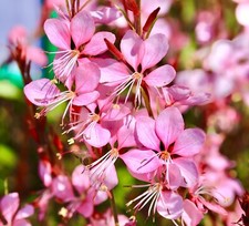30x Gaura Rose White Hardy